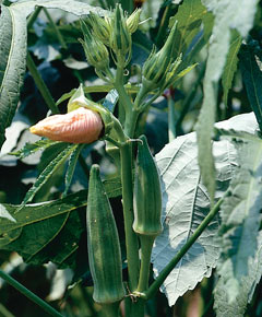 Okra seed Abelmoschus esculentus 